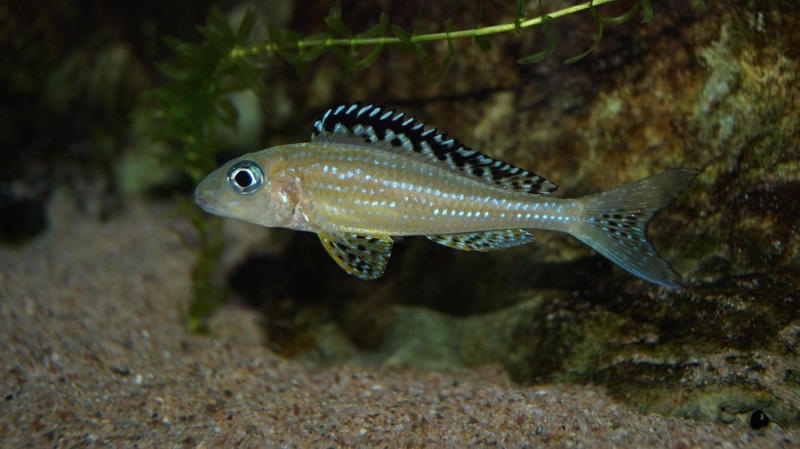 Xenotilapia papilio 'Tembwe (Deux)'